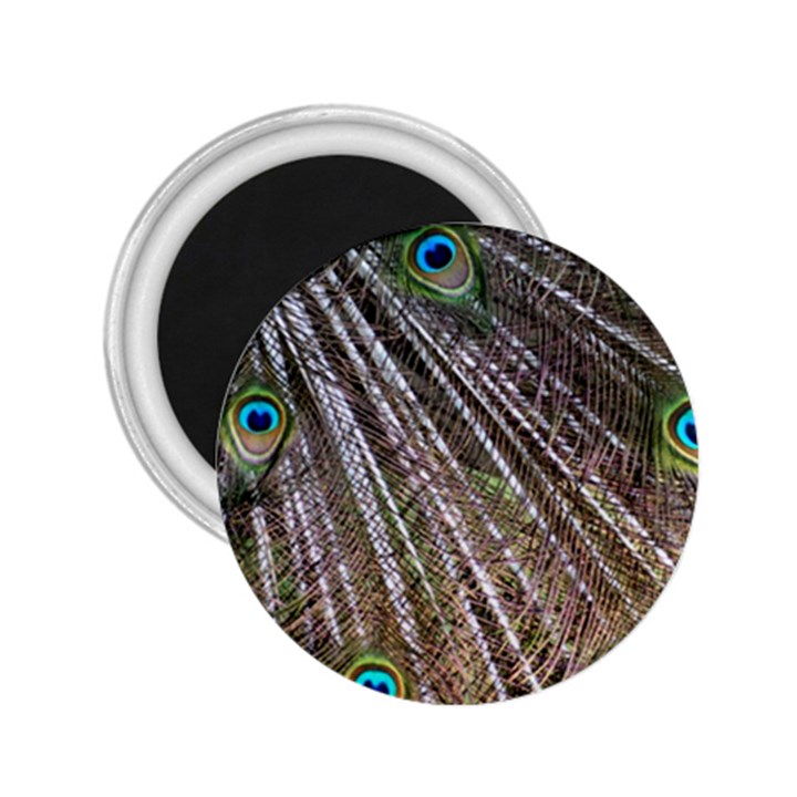 Peacock Feathers Pattern Colorful 2.25  Magnets