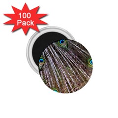 Peacock Feathers Pattern Colorful 1 75  Magnets (100 Pack)  by Vaneshart