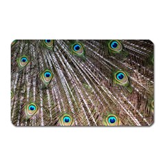 Peacock Feathers Pattern Colorful Magnet (rectangular) by Vaneshart