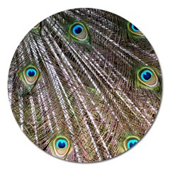 Peacock Feathers Pattern Colorful Magnet 5  (round) by Vaneshart