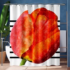 Tulip Watercolor Red And Black Stripes Shower Curtain 60  X 72  (medium)  by picsaspassion