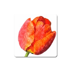 Spring Tulip Red Watercolor Aquarel Square Magnet by picsaspassion