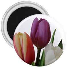 Tulips Spring Bouquet 3  Magnets by picsaspassion