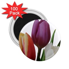 Tulips Spring Bouquet 2 25  Magnets (100 Pack)  by picsaspassion