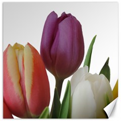 Tulips Spring Bouquet Canvas 12  X 12  by picsaspassion