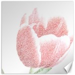 Tulip red white pencil drawing Canvas 12  x 12  11.4 x11.56  Canvas - 1