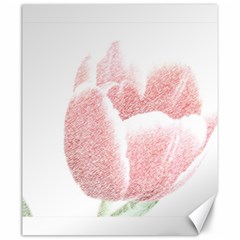 Tulip Red White Pencil Drawing Canvas 20  X 24  by picsaspassion