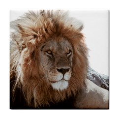 Lion s Focus Tile Coaster by myuique