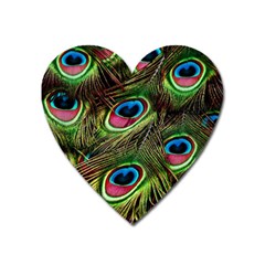 Peacock Feathers Color Plumage Heart Magnet by Celenk