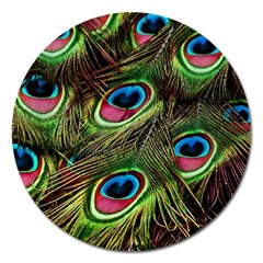 Peacock Feathers Color Plumage Magnet 5  (round)