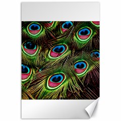 Peacock Feathers Color Plumage Canvas 24  X 36  by Celenk