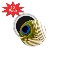 Peacock Feather Plumage Colorful 1 75  Magnets (10 Pack)  by Sapixe