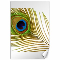 Peacock Feather Plumage Colorful Canvas 24  X 36  by Sapixe