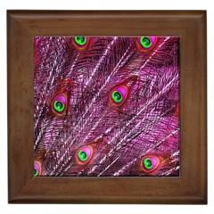 Peacock Feathers Color Plumage Framed Tile by Sapixe