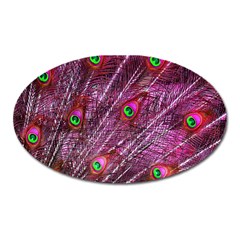 Peacock Feathers Color Plumage Oval Magnet by Sapixe