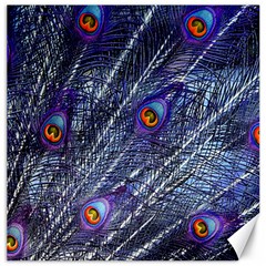 Peacock Feathers Color Plumage Blue Canvas 12  X 12  by Sapixe