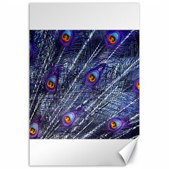 Peacock Feathers Color Plumage Blue Canvas 20  X 30  by Sapixe