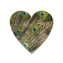 Peacock Feathers Color Plumage Green Heart Magnet by Sapixe