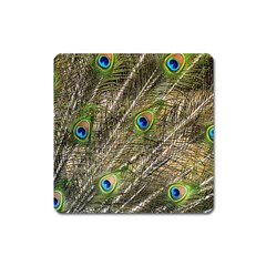 Peacock Feathers Color Plumage Green Square Magnet by Sapixe