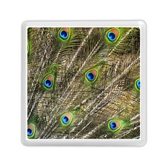 Peacock Feathers Color Plumage Green Memory Card Reader (square) by Sapixe