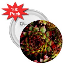 Plant Succulents Succulent 2 25  Buttons (100 Pack)  by Wegoenart