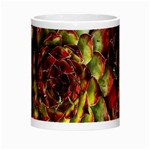 Plant Succulents Succulent Morph Mugs Center