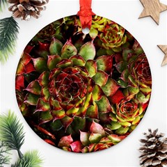 Plant Succulents Succulent Round Ornament (two Sides) by Wegoenart