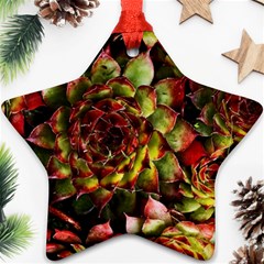 Plant Succulents Succulent Star Ornament (two Sides) by Wegoenart