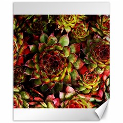 Plant Succulents Succulent Canvas 11  X 14  by Wegoenart