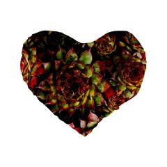 Plant Succulents Succulent Standard 16  Premium Heart Shape Cushions by Wegoenart