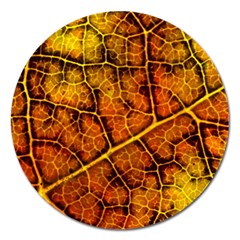 Autumn Leaves Forest Fall Color Magnet 5  (round) by Wegoenart