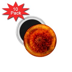 Abstract Dahlia Orange Autumn 1 75  Magnets (10 Pack)  by Wegoenart