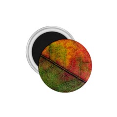 Fall Foliage Color Leaf Veins 1 75  Magnets by Wegoenart