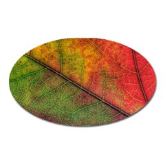 Fall Foliage Color Leaf Veins Oval Magnet by Wegoenart