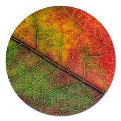 Fall Foliage Color Leaf Veins Magnet 5  (round) by Wegoenart