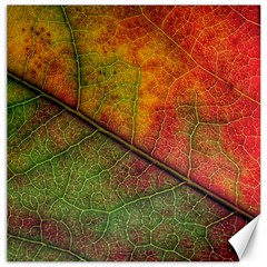 Fall Foliage Color Leaf Veins Canvas 16  X 16  by Wegoenart