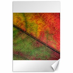 Fall Foliage Color Leaf Veins Canvas 24  X 36  by Wegoenart