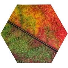 Fall Foliage Color Leaf Veins Wooden Puzzle Hexagon by Wegoenart