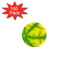 Photosynthesis Leaf Green Structure 1  Mini Magnets (100 Pack)  by Wegoenart