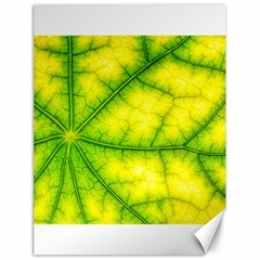 Photosynthesis Leaf Green Structure Canvas 18  X 24 