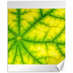 Photosynthesis Leaf Green Structure Canvas 11  x 14  10.95 x13.48  Canvas - 1