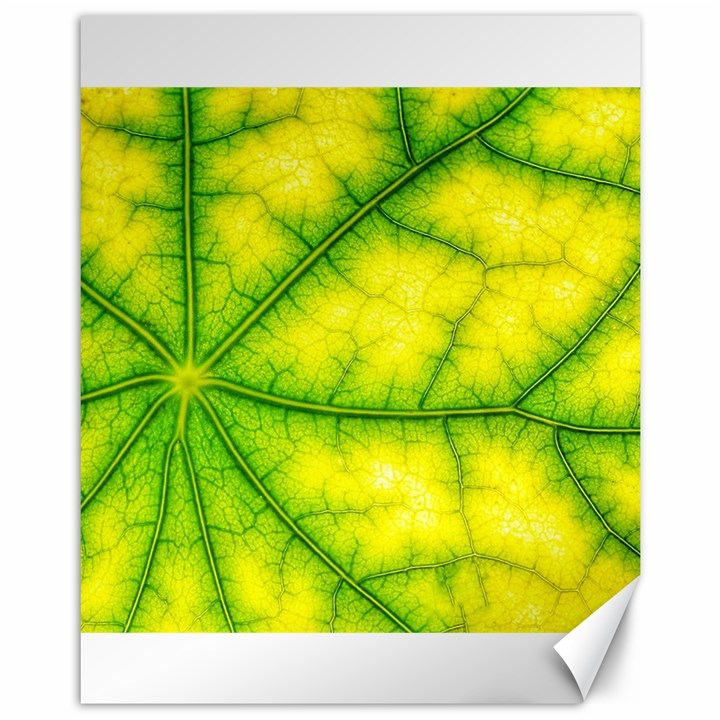 Photosynthesis Leaf Green Structure Canvas 11  x 14 