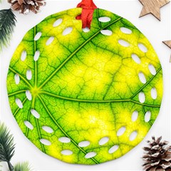 Photosynthesis Leaf Green Structure Ornament (round Filigree) by Wegoenart