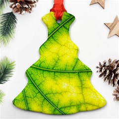 Photosynthesis Leaf Green Structure Christmas Tree Ornament (two Sides) by Wegoenart