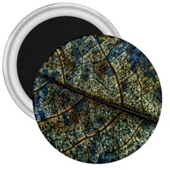 Leaf Leaves Fall Foliage Structure 3  Magnets by Wegoenart