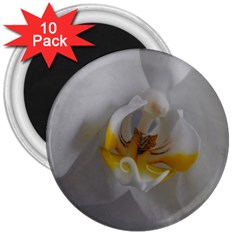 Orchidée Blanche Fleur 3  Magnets (10 Pack)  by kcreatif