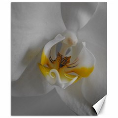 Orchidée Blanche Fleur Canvas 8  X 10  by kcreatif