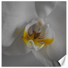 Orchidée Blanche Fleur Canvas 12  X 12  by kcreatif