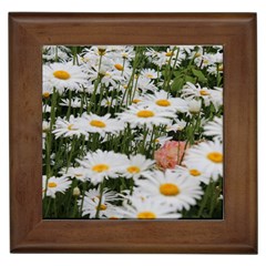 Champs de marguerites Framed Tile