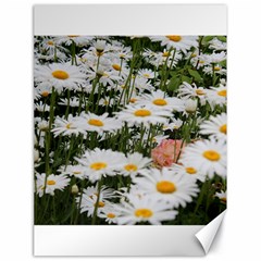 Champs de marguerites Canvas 18  x 24 